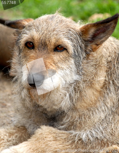 Image of dog