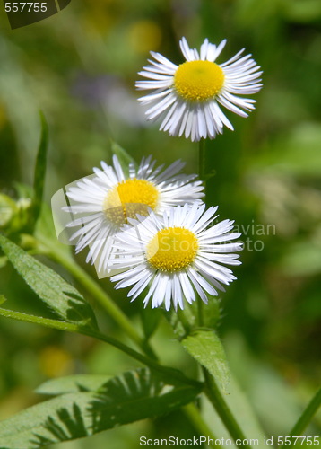 Image of three flowers