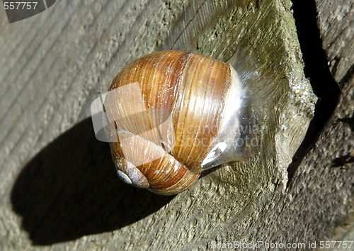 Image of snail shell