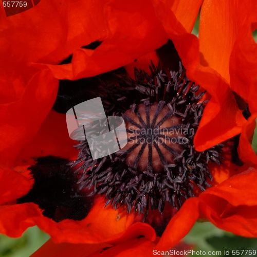 Image of opium poppy