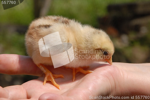 Image of chicken