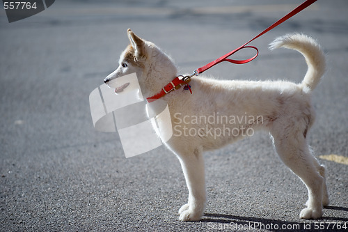 Image of White husky