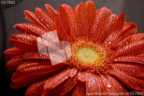 Image of red gerbera