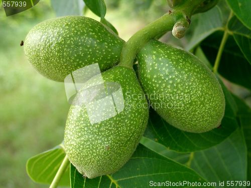 Image of nuts