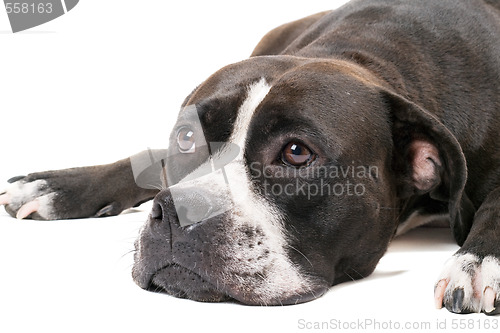 Image of Portrait of the american staffordshire terrier. Isolated on whit