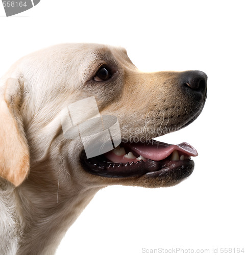 Image of Portrait of the caucasian sheep dog. Isolated on white