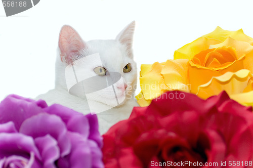 Image of White cat 