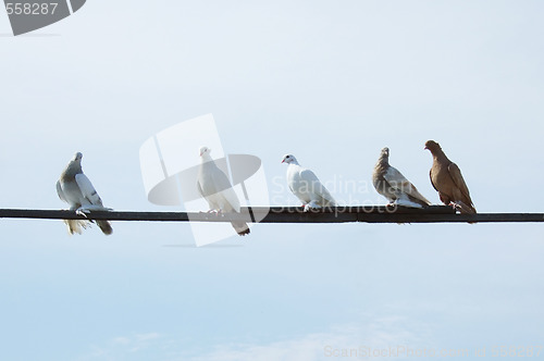 Image of doves on a plank