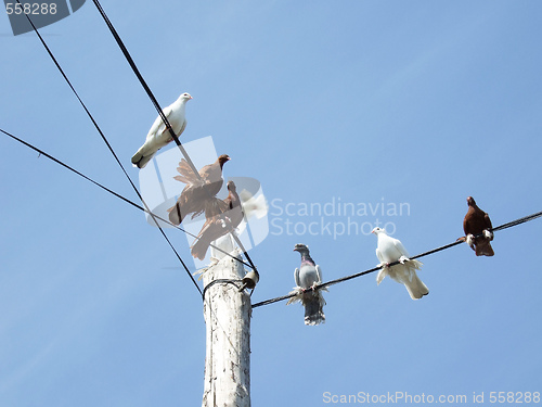 Image of doves on a power lines