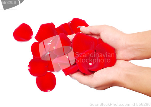 Image of hand and rose petals