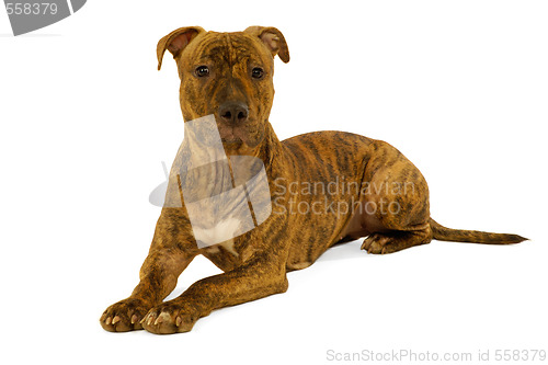 Image of Staffordshire terrier dog