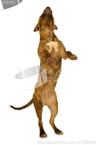 Image of Standing dog