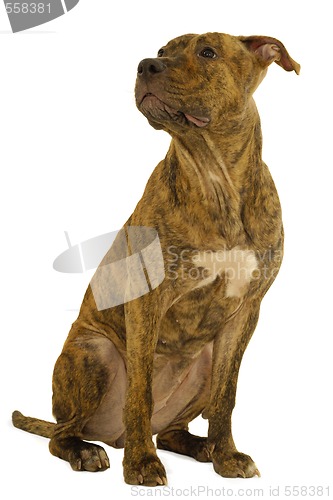 Image of Staffordshire terrier dog