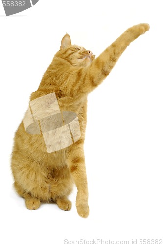 Image of Cat on white background