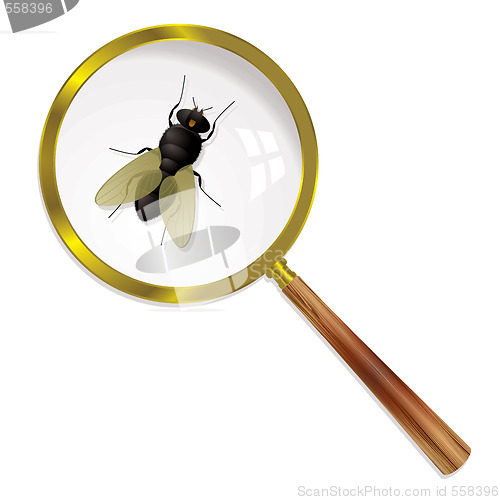 Image of magnify fly