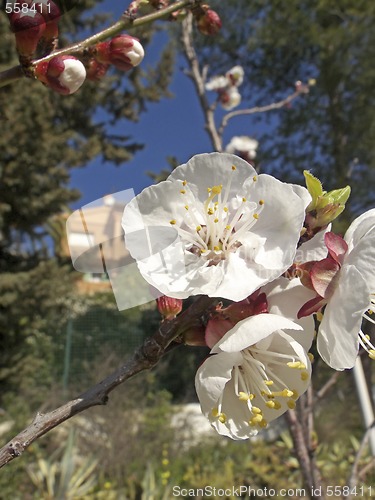 Image of apricot flowers