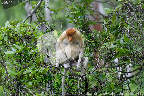 Image of Proboscis monkey