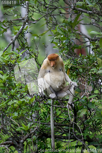 Image of Proboscis monkey