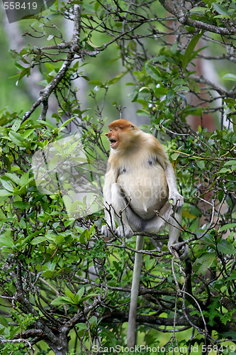 Image of Proboscis monkey