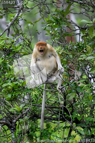 Image of Proboscis monkey