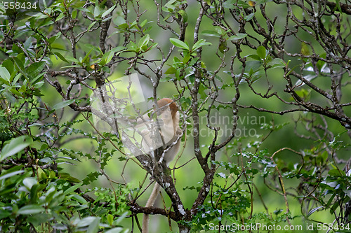 Image of Proboscis monkey