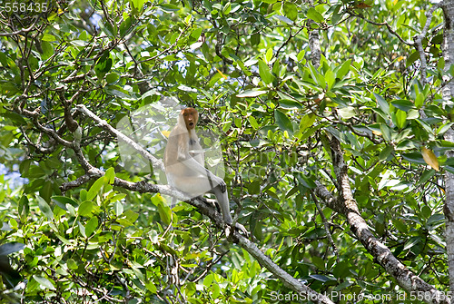 Image of Proboscis monkey