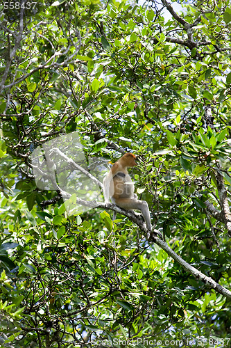 Image of Proboscis monkey