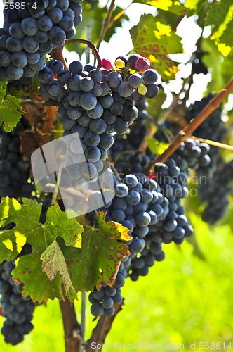 Image of Red grapes