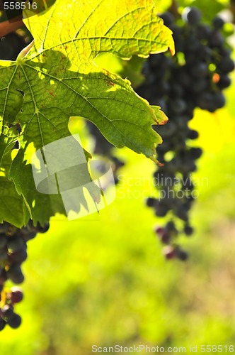 Image of Red grapes