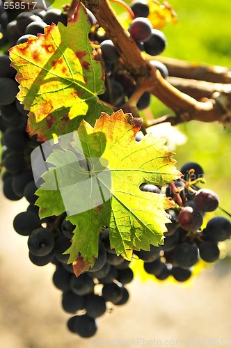 Image of Red grapes