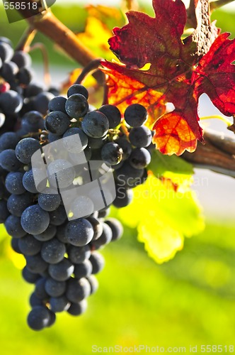 Image of Red grapes