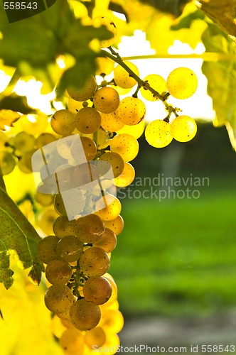 Image of Yellow grapes