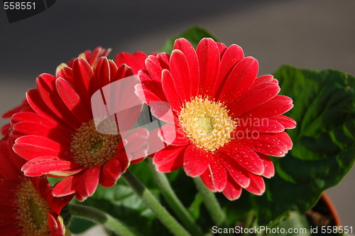 Image of red flowers