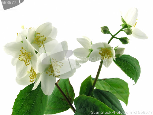 Image of series flowers: branch of fresh jasmine