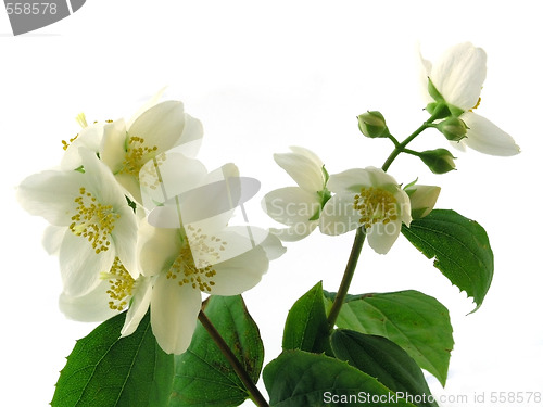 Image of series flowers: branch of fresh jasmine