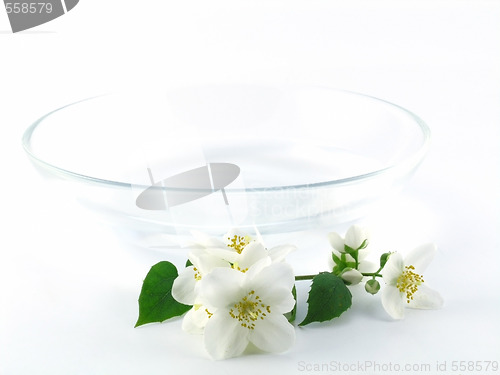 Image of series flowers: branch of fresh jasmine