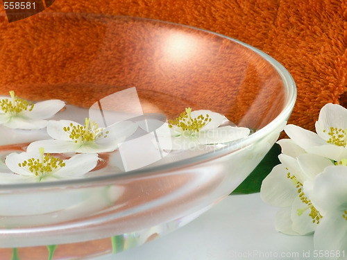 Image of series flowers: branch of fresh jasmine