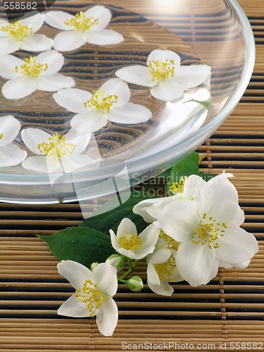 Image of series flowers: branch of fresh jasmine