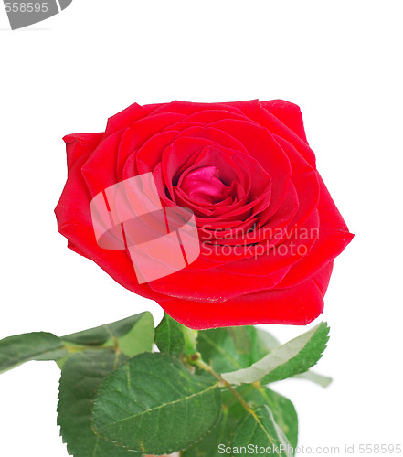 Image of rose