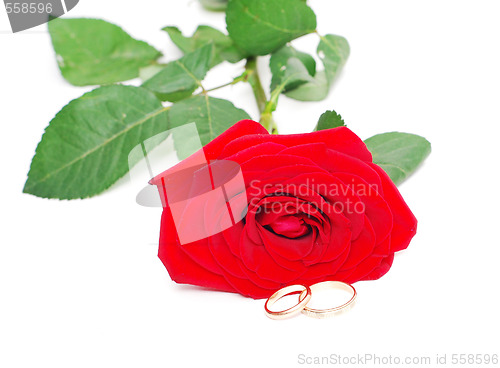 Image of rose and wedding rings