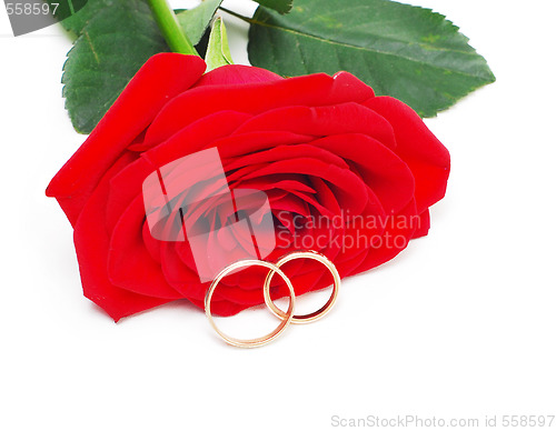 Image of rose and wedding rings