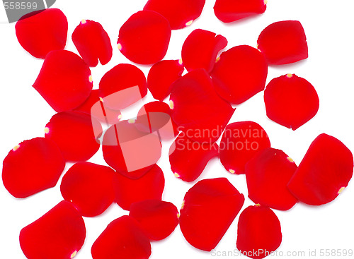 Image of rose petal background