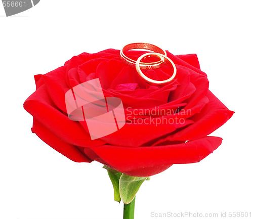 Image of red rose with a wedding rings
