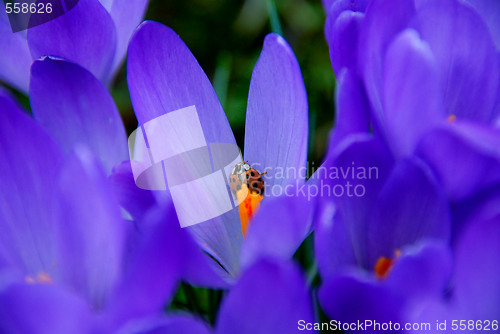 Image of Ladybird