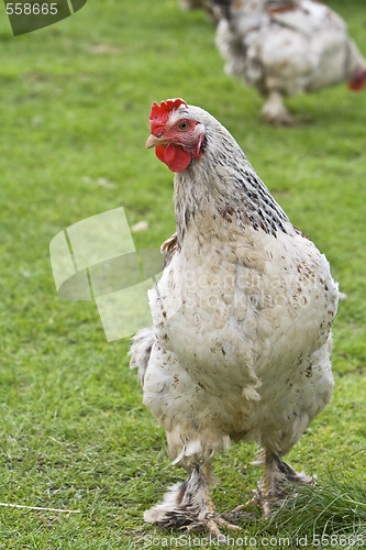 Image of A rooster