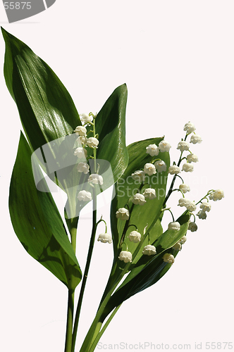 Image of Lily of the valley.