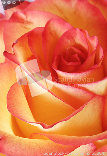 Image of Rose