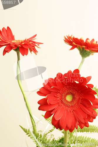 Image of Gerber daisy