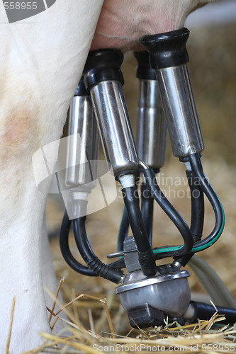 Image of milking machines