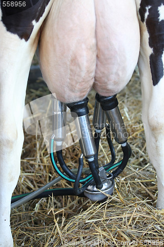 Image of milking machines